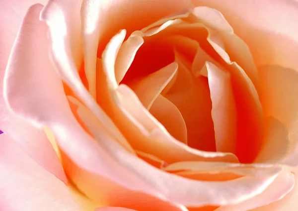 Close View Rose Flower — Stock Photo, Image