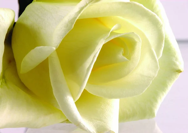 Close View Yellow Flower — Stock Photo, Image