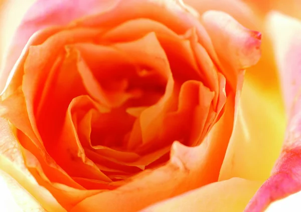 Close View Rose Flower — Stock Photo, Image