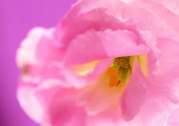 Nahaufnahme Von Rosa Blume — Stockfoto