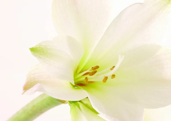 Close Vista Flor Branca — Fotografia de Stock