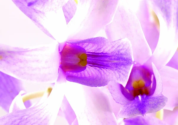 Close View Violet Flowers — Stock Photo, Image