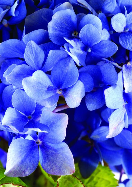 Vista Vicino Dei Fiori Blu — Foto Stock
