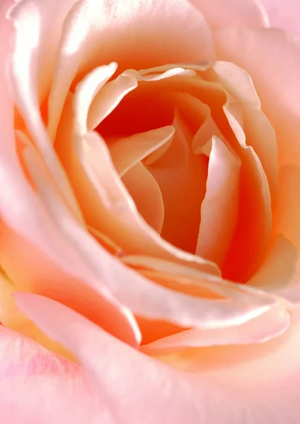 Close View Rose Flower — Stock Photo, Image