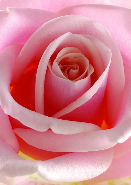 Close View Rose Flower — Stock Photo, Image