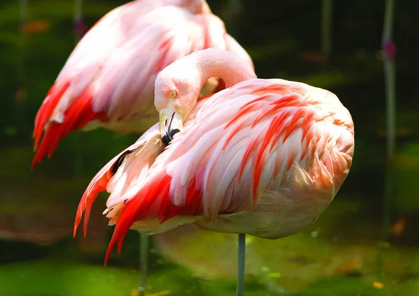 Красный Фламинго Заднем Плане — стоковое фото