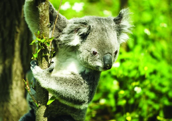 Koala Erdőben — Stock Fotó