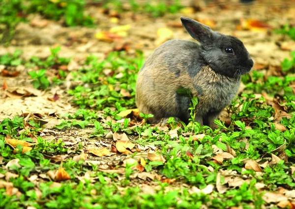 Cute Little Rabbit Forest — Stock Photo, Image