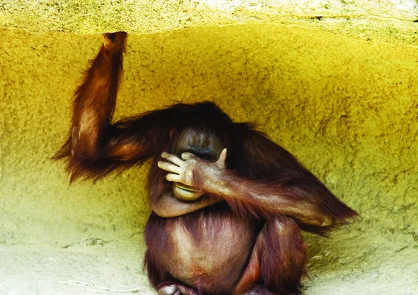 動物園の美しい若いオランウータンは — ストック写真