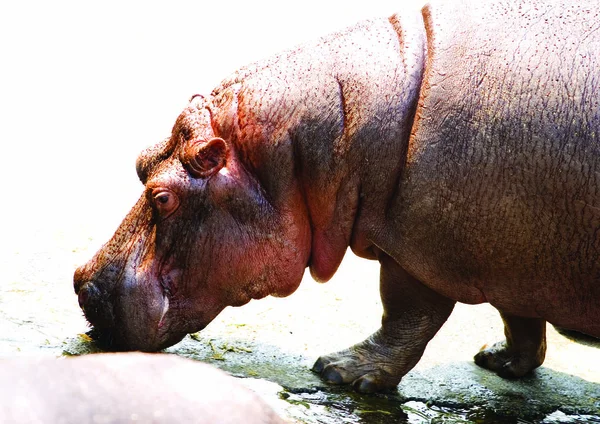 Een Grote Nijlpaard Het Water — Stockfoto