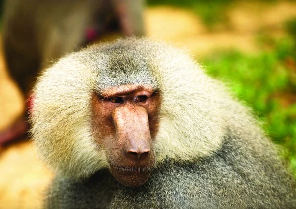 Macaco Sentado Floresta — Fotografia de Stock