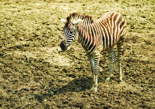 Vild Zebra Djurparken — Stockfoto