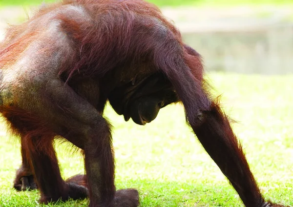 公園の若い茶色のオランウータンは — ストック写真