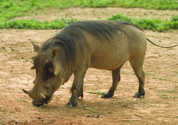 Wilde Zwijnen Het Park — Stockfoto