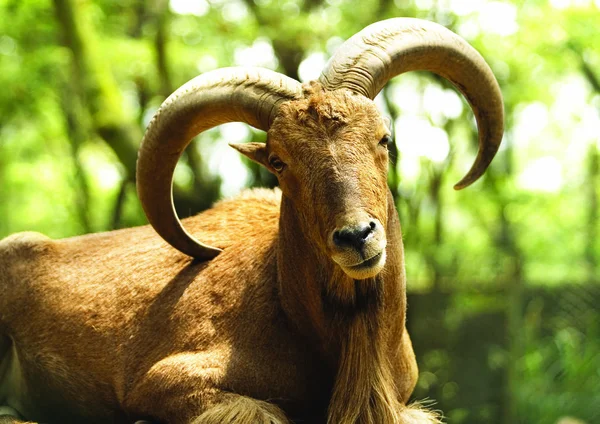 Close Goat — Stock Photo, Image