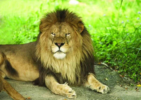 Retrato León Hierba — Foto de Stock