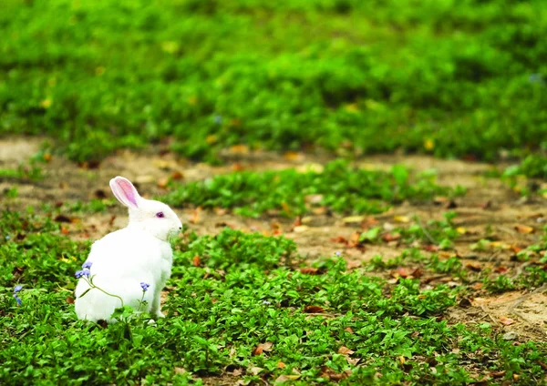 Little Rabbit Sitting Grass — Stock Photo, Image