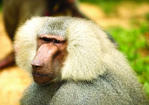 원숭이의 클로즈업 — 스톡 사진