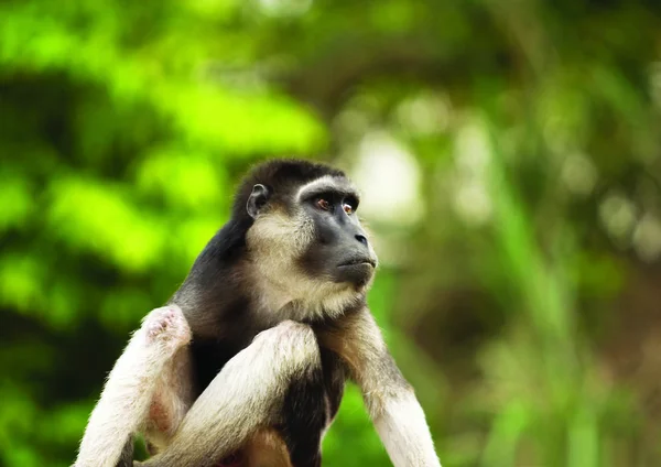 Macaco Sentado Grama Floresta — Fotografia de Stock