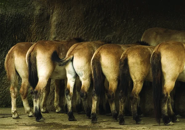 Achteraanzicht Van Paarden — Stockfoto