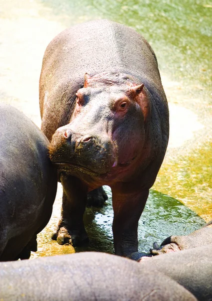 Mooie Hippopotamus Het Park — Stockfoto