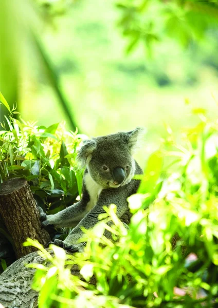 Koala Bosque — Foto de Stock