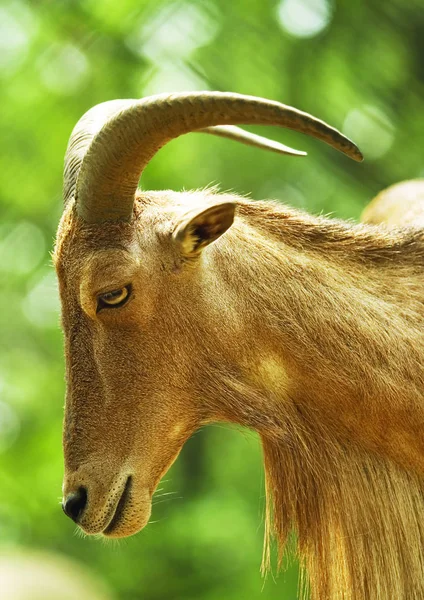 Close Goat — Stock Photo, Image