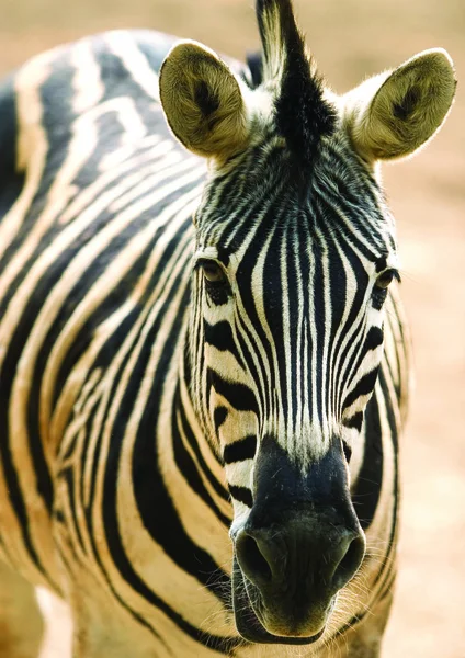 Närbild Zebra — Stockfoto