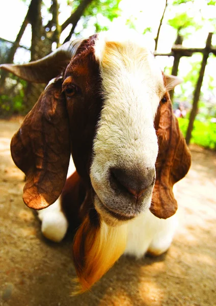 Retrato Uma Cabra Fazenda — Fotografia de Stock