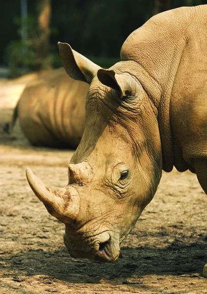 Primer Plano Rinoceronte —  Fotos de Stock