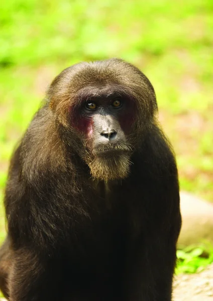 猿のクローズ アップ — ストック写真