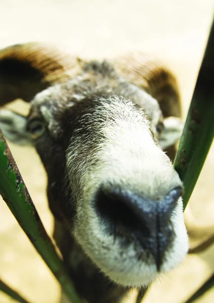 Close Goat — Stock Photo, Image