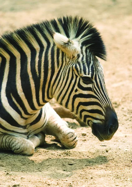 Närbild Zebra Djurparken — Stockfoto