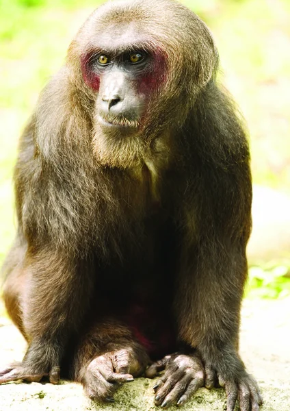 Retrato Macaco Zoológico — Fotografia de Stock