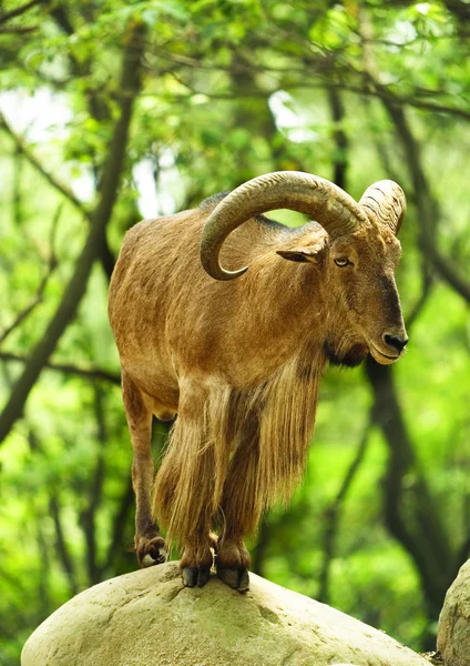 Brown Goat Forest — Stock Photo, Image