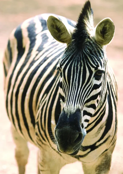 Porträtt Zebra Zoo — Stockfoto