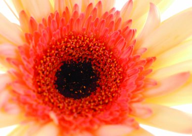 Sarı çiçeğin yakın görünümü