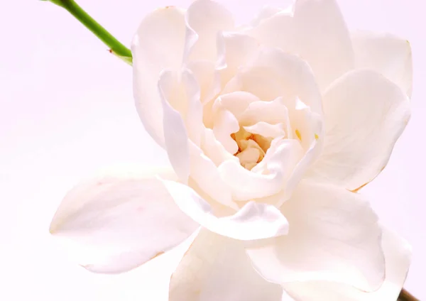 Vista Vicino Del Fiore Bianco — Foto Stock