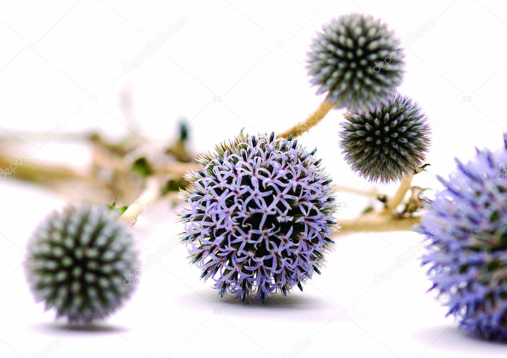 close up view of prickly flowers