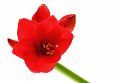 Kırmızı çiçeğin yakın görünümü