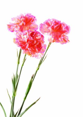 Pembe çiçeklerin yakın görünümü