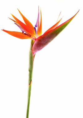 Sarı çiçeğin yakın görünümü