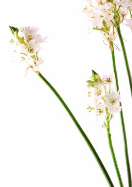 Beyaz çiçeklerin yakın görüntüsü