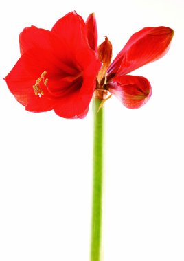 Kırmızı çiçeğin yakın görünümü