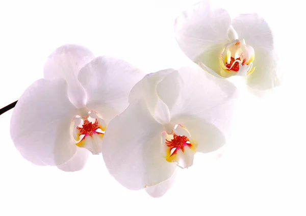 Vista Cerca Las Flores Blancas — Foto de Stock