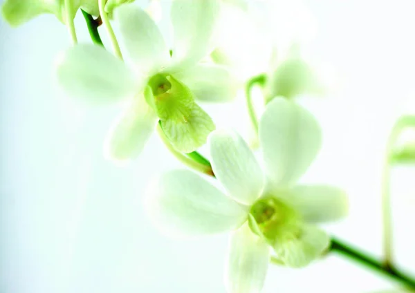 Vista Cerca Las Flores Blancas — Foto de Stock
