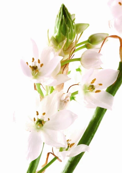 Close View White Flowers — Stock Photo, Image