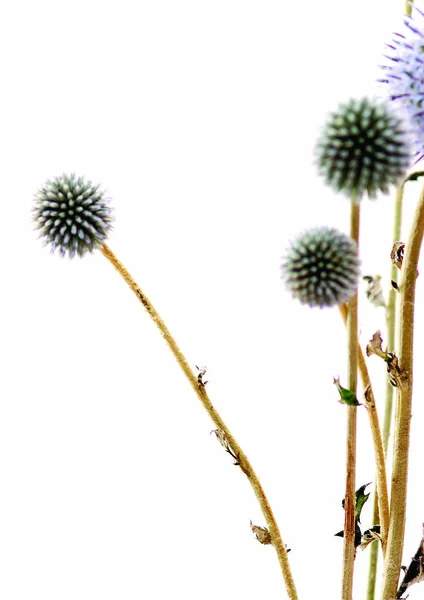 Mor Çiçeklerin Yakın Görüntüsü — Stok fotoğraf