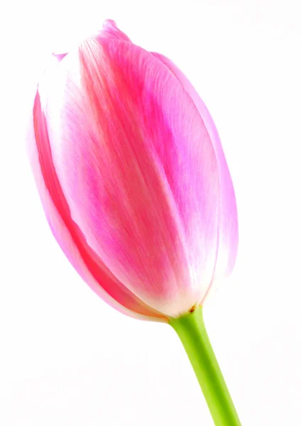 Nahaufnahme Der Rosa Tulpenblume — Stockfoto