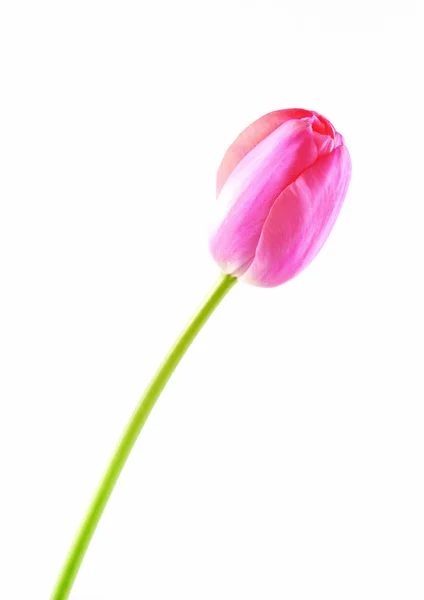 Nahaufnahme Der Rosa Tulpenblume — Stockfoto